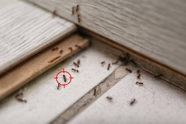 Best Ant Control  in Downey, CA